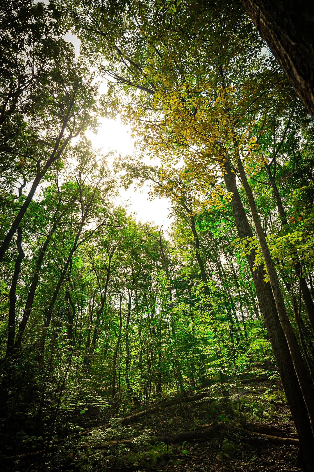 Low-Angle Forest Canopy