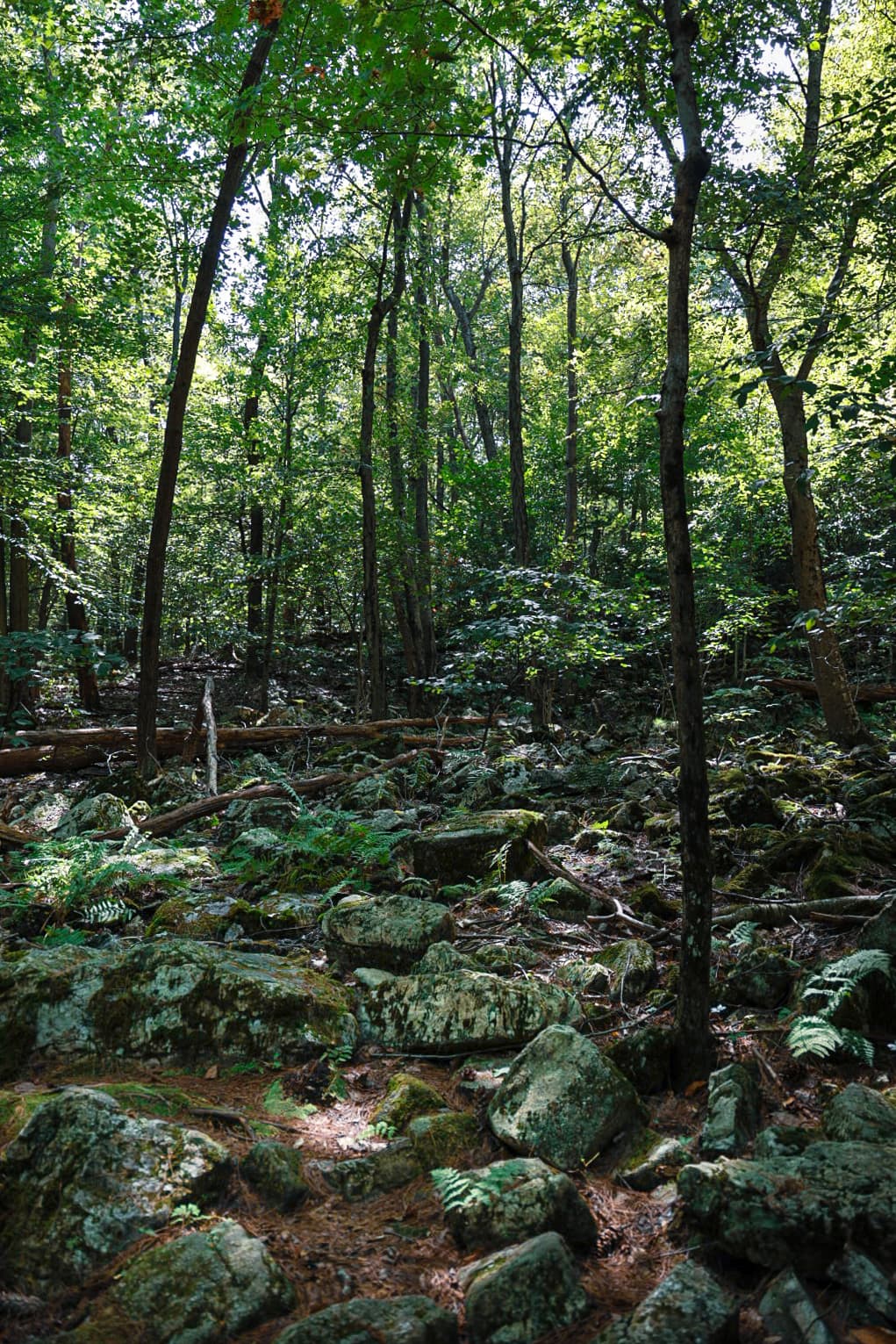 Mossy Woodland Floor
