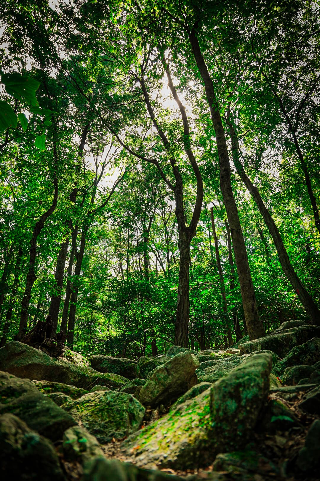 Mossy Rock Perspective